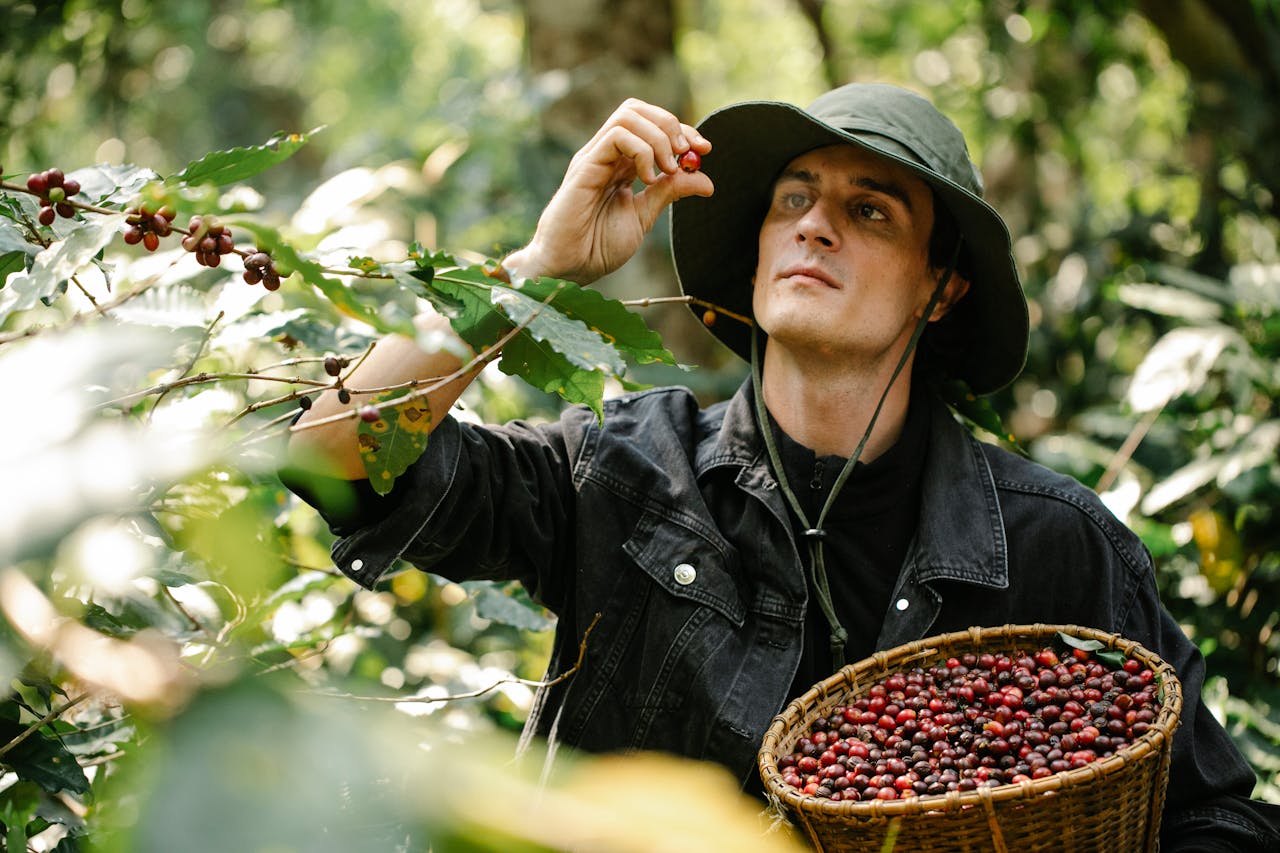 From Bean to Cup: The Journey of Your Coffee